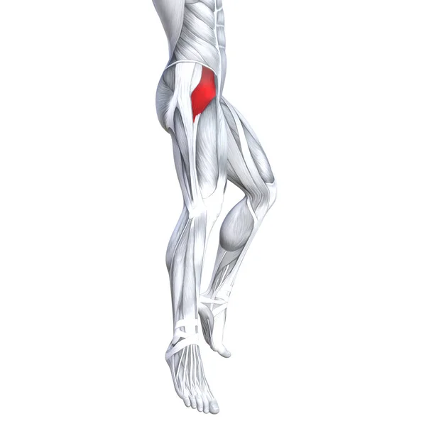 Conceito Conceitual Ilustração Ajuste Forte Frente Superior Perna Anatomia Humana — Fotografia de Stock