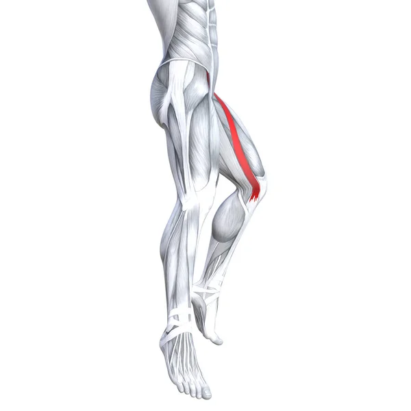 Kavram Kavramsal Çizim Uygun Güçlü Açık Alt Bacak Insan Anatomisi — Stok fotoğraf