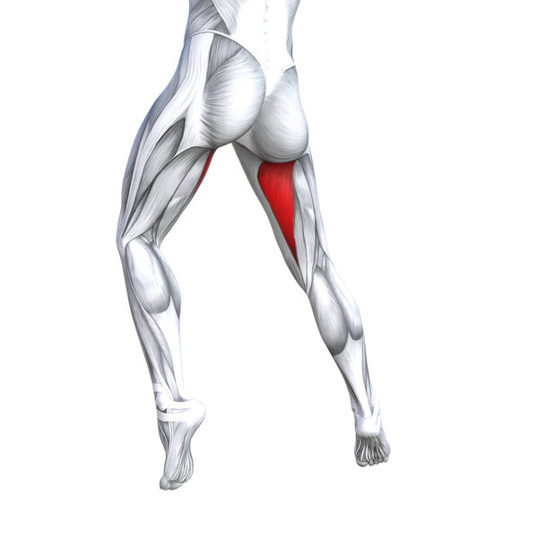 Концепция концептуальной 3D иллюстрации подходит сильной анатомии верхней части ноги человека, анатомические мышцы изолированы белый фон для тела медицинского здоровья сухожилий ног и биологический тренажерный зал фитнес мышечной системы
