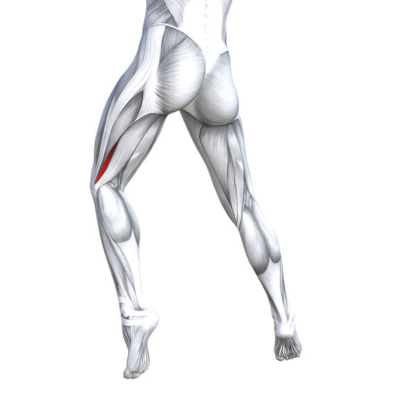 Концепция концептуальной 3D иллюстрации подходит сильной анатомии верхней части ноги человека, анатомические мышцы изолированы белый фон для тела медицинского здоровья сухожилий ног и биологический тренажерный зал фитнес мышечной системы
