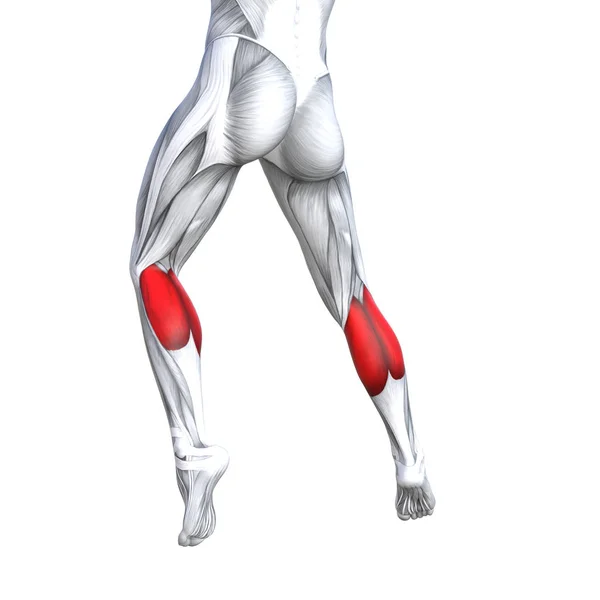 概念概念 图适合强回低腿人体解剖学 人体医学健康肌腱脚和生物健身房健身肌肉系统解剖肌肉分离白色背景 — 图库照片