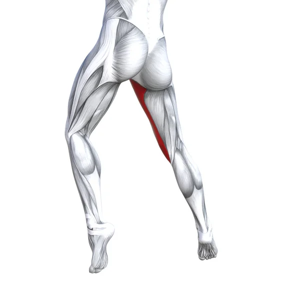 Concepto Conceptual Ilustración Ajuste Fuerte Espalda Parte Superior Pierna Anatomía —  Fotos de Stock