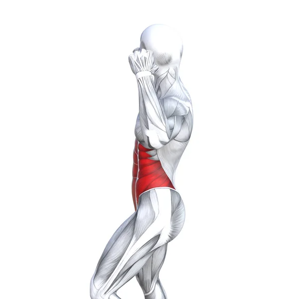 Concept Conceptual Illustration Chest Fit Strong Human Anatomy Anatomical Gym — Stock Photo, Image