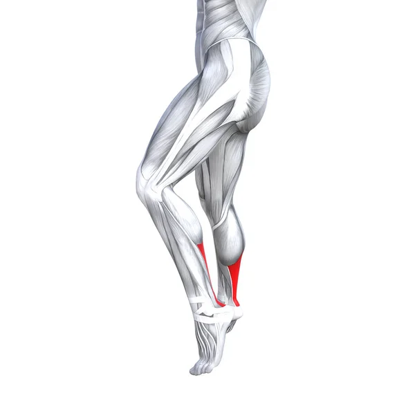 Concept Conceptual Illustration Fit Strong Back Lower Leg Human Anatomy — Stock Photo, Image