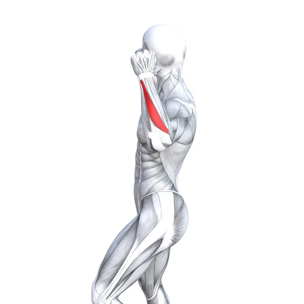 Concept Conceptuele Illustratie Borst Passen Sterke Menselijke Anatomie Anatomische Gym — Stockfoto