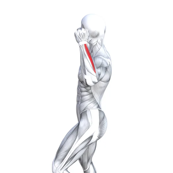 Concepto Conceptual Ilustración Pecho Ajuste Fuerte Anatomía Humana Anatómica Músculo — Foto de Stock