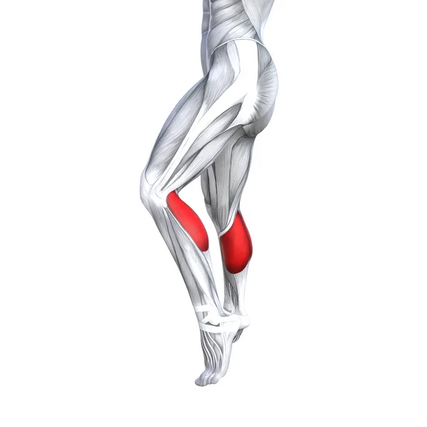 Concepto Conceptual Ilustración Ajuste Fuerte Espalda Parte Inferior Pierna Anatomía — Foto de Stock