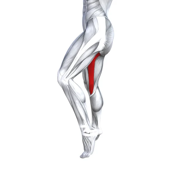 Conceito Conceitual Ilustração Ajuste Forte Frente Superior Perna Anatomia Humana — Fotografia de Stock
