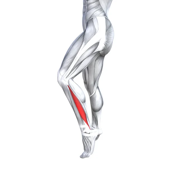 Concetto Concettuale Illustrazione Forma Forte Anteriore Gamba Anatomia Umana Muscolo — Foto Stock