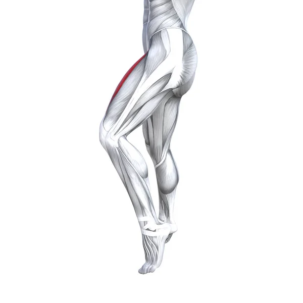 コンセプト概念 イラストに合う強いフロント大腿人体解剖学 身体医療健康腱足と生物学的ジム フィットネス筋肉システムの分離された解剖学的筋ホワイト バック グラウンド — ストック写真