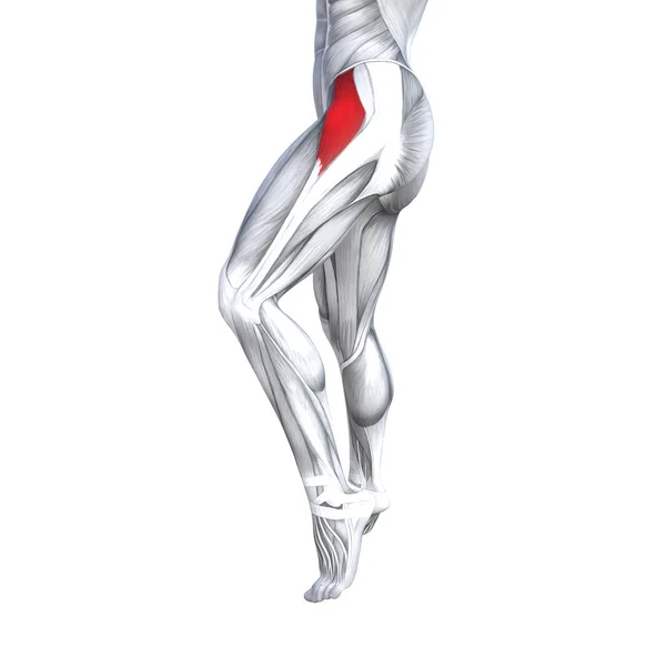 해부학 체육관 시스템에 근육을 — 스톡 사진