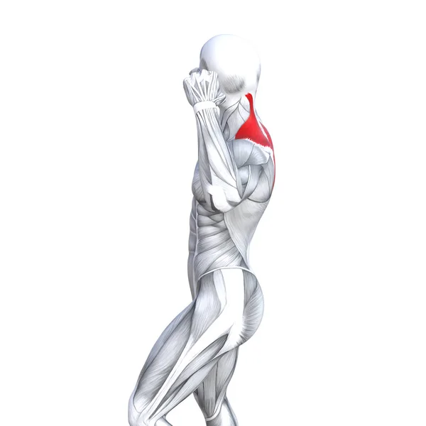 コンセプト概念 イラスト バック フィット強い人体解剖学または解剖学的ジム筋生物学的腱 フィットネス医療筋肉系と体の健康の分離 白背景と — ストック写真