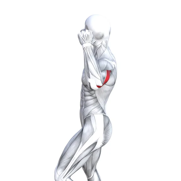 コンセプト概念 イラスト バック フィット強い人体解剖学または解剖学的ジム筋生物学的腱 フィットネス医療筋肉系と体の健康の分離 白背景と — ストック写真