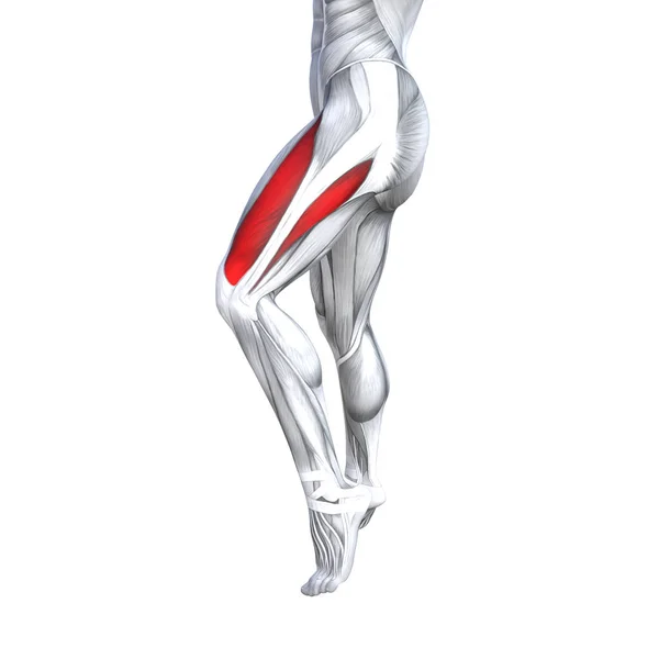 Concept Conceptual Illustration Fit Strong Front Upper Leg Human Anatomy — Stock Photo, Image