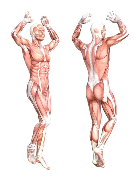 Anatomia Concettuale Sano Sistema Muscolare Corpo Umano Senza Pelle Impostato — Foto Stock