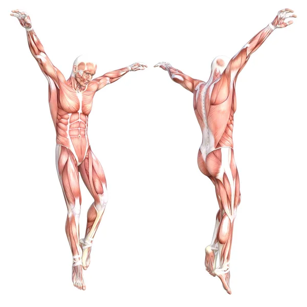 Conceptual Anatomy Healthy Skinless Human Body Muscle System Set Athletic — Stock Photo, Image