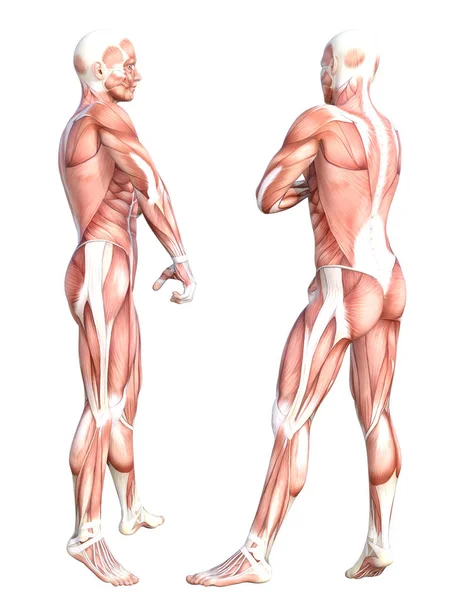 概念的な解剖学健康な皮膚のない人体の筋肉系を設定します フィットネススポーツ 医学のためにポーズをとっている若い成人男性は 白い背景に隔離されています 生物科学3Dイラスト — ストック写真