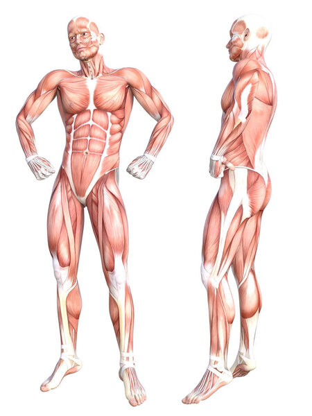 Conceptual anatomy healthy skinless human body muscle system set. Athletic young adult man posing for education, fitness sport, medicine isolated on white background. Biology science 3D illustration