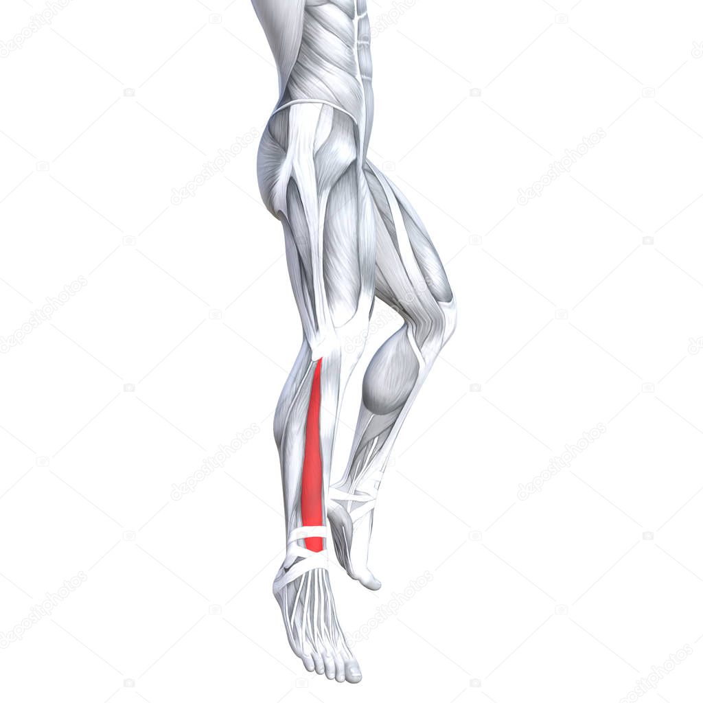 Concept conceptual 3D illustration fit strong front lower leg human anatomy, anatomical muscle isolated white background for body medical health tendon foot and biological gym fitness muscular system