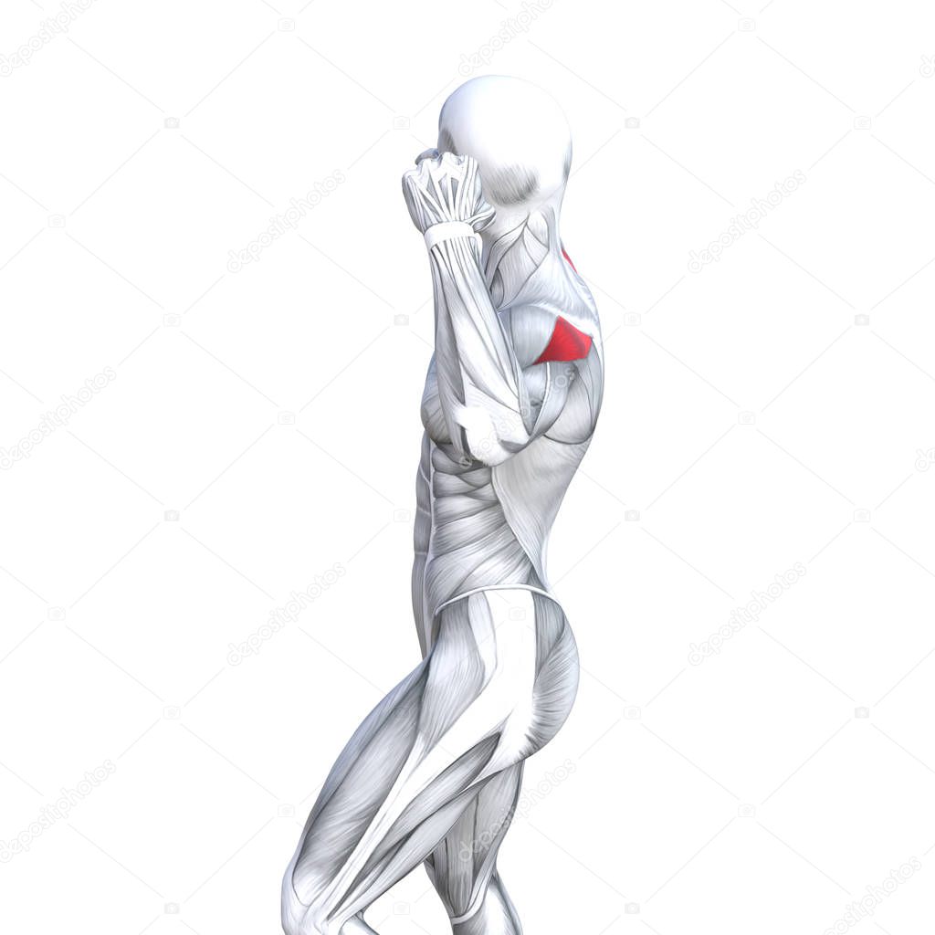 Concept conceptual 3D illustration back fit strong human anatomy or anatomical and gym muscle isolated, white background for body health with biological tendons, spine, fitness medical muscular system