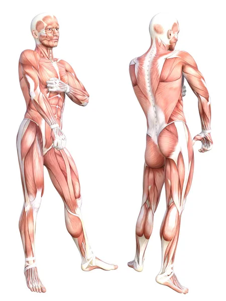 Kavramsal Anatomi Sağlıklı Derisiz Insan Vücut Kası Seti Eğitim Için — Stok fotoğraf