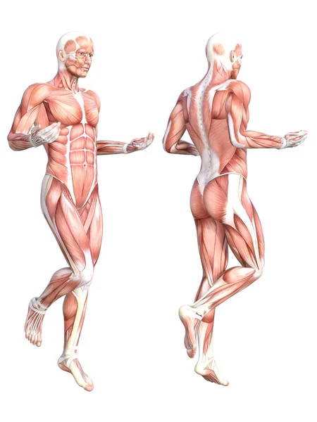 Conceptual Anatomy Healthy Skinless Human Body Muscle System Set Athletic — Stock Photo, Image