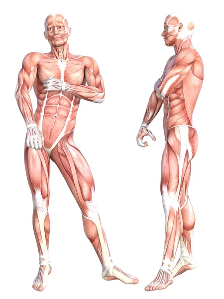 Anatomía Conceptual Sano Sin Piel Sistema Muscular Del Cuerpo Humano — Foto de Stock