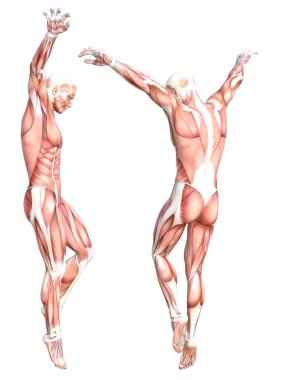 Kavramsal anatomi sağlıklı derisiz insan vücut kası seti. Eğitim için poz veren atletik genç bir adam, fitness sporu, beyaz arka planda izole edilmiş tıp. Biyoloji bilimi 3 boyutlu illüstrasyon