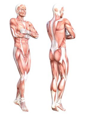 Kavramsal anatomi sağlıklı derisiz insan vücut kası seti. Eğitim için poz veren atletik genç bir adam, fitness sporu, beyaz arka planda izole edilmiş tıp. Biyoloji bilimi 3 boyutlu illüstrasyon