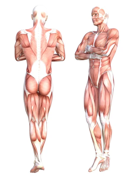 Conceptuele Anatomie Gezonde Huidloze Menselijke Spierstelsel Set Atletische Jonge Volwassen — Stockfoto