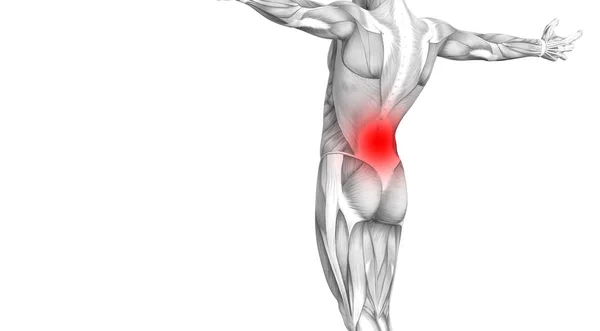 Концептуальная Анатомия Спины Человека Воспалением Красной Горячей Точки Суставной Боли — стоковое фото