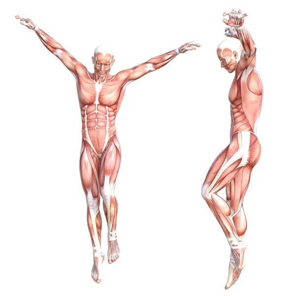 Konceptuell Anatomi Hälsosam Skinnlös Människokroppen Muskelsystem Set Idrottslig Ung Vuxen — Stockfoto