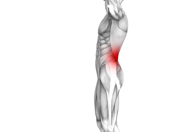 Konzeptionelle Anatomie Des Menschlichen Rückens Mit Roten Brennpunkten Entzündung Gelenkschmerzen — Stockfoto