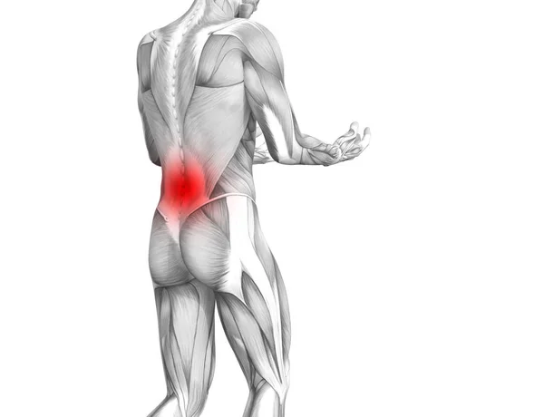 概念背部人体解剖学与红色热点炎症关节关节疼痛或脊柱保健治疗或运动肌肉的概念 图示人关节炎或骨质疏松症 — 图库照片