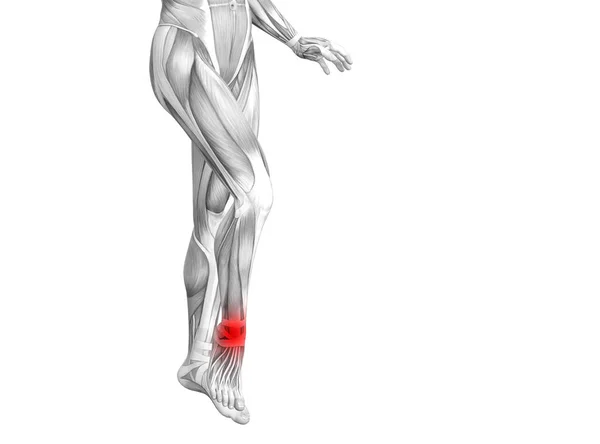 概念的な足首赤ホット スポット炎症や脚医療療法やスポーツ筋概念の関節の関節痛と人間の解剖学 イラストの人関節炎や骨骨粗鬆症病 — ストック写真