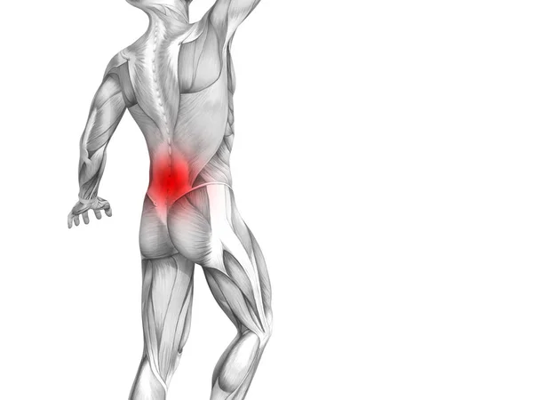 Anatomía Humana Espalda Conceptual Con Inflamación Del Punto Caliente Rojo —  Fotos de Stock