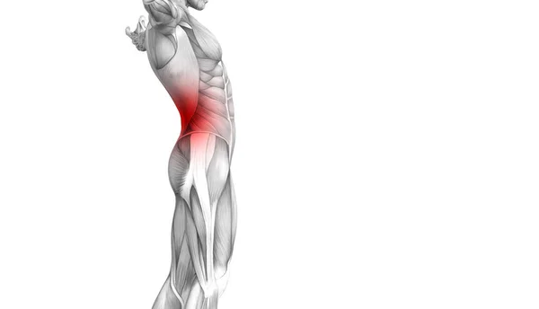 Концептуальная Анатомия Спины Человека Воспалением Красной Горячей Точки Суставной Боли — стоковое фото