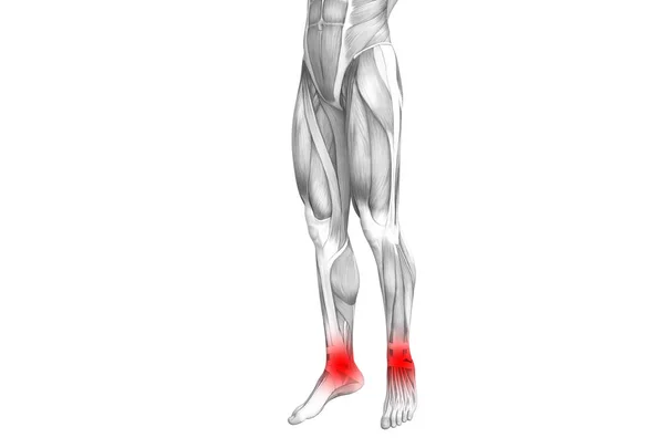 概念脚踝人体解剖学与红色热点炎症或关节疼痛的腿部保健治疗或运动肌肉的概念 说明人关节炎或骨骨质疏松症 — 图库照片
