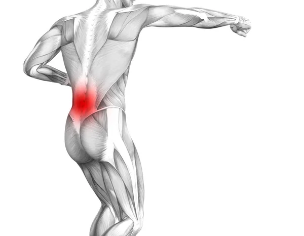 Conceptual Back Human Anatomy Red Hot Spot Inflammation Articular Joint — Stock Photo, Image