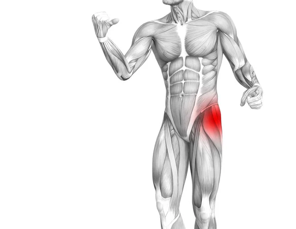 Käsitteellinen Lonkan Ihmisen Anatomia Punaisella Kuumalla Paikalla Niveltulehdus Nivelkipu Jalka — kuvapankkivalokuva