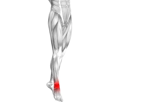 Conceptual ankle human anatomy with red hot spot inflammation or articular joint pain for leg health care therapy or sport muscle concepts. 3D illustration man arthritis or bone osteoporosis disease