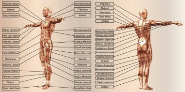 Conceptconcept veya kavramsal 3d insan anatomi ve spor ve bej vintage backgroundor kavramsal 3d insan anatomisiyle ilgili metin için kas ve kas spor ve bej antika arka plan üzerinde metin için