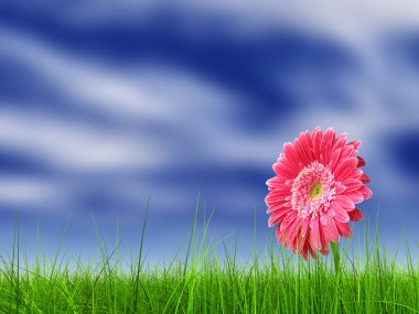 Kavram ya da kavramsal yeşil taze yaz veya bahar çim alan ve mavi gökyüzü arka plan üzerinde bir çiçek