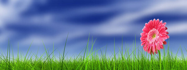 Concept or conceptual green fresh summer or spring grass field and a flower over a blue sky background banner