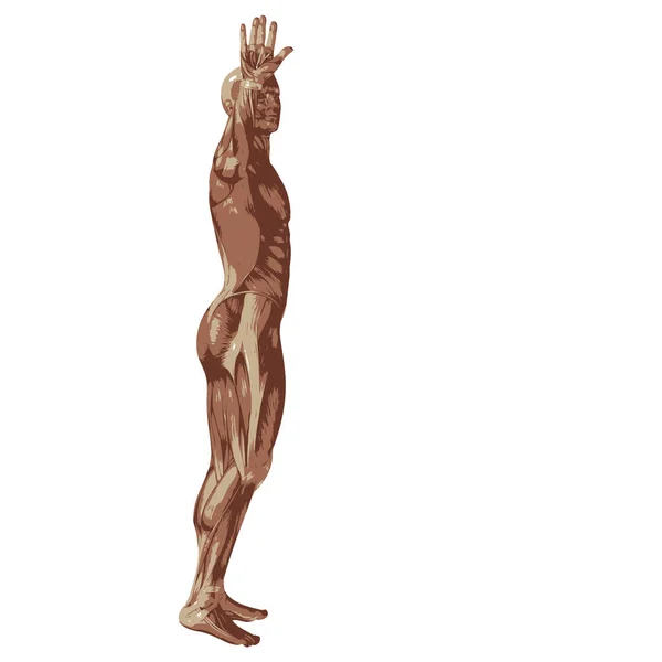 Mens Man Met Spieren Voor Anatomie Sport Ontwerpen Een Man — Stockfoto