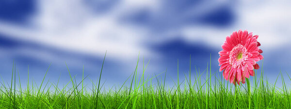 Concept or conceptual green fresh summer or spring grass field and a flower over a blue sky background banner