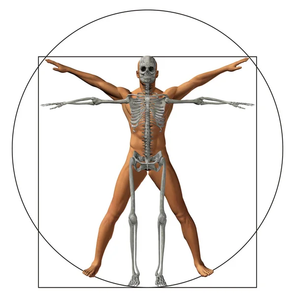 维特鲁威人或作为一个概念 隐喻概念 比例解剖身体上背景孤立的人 — 图库照片