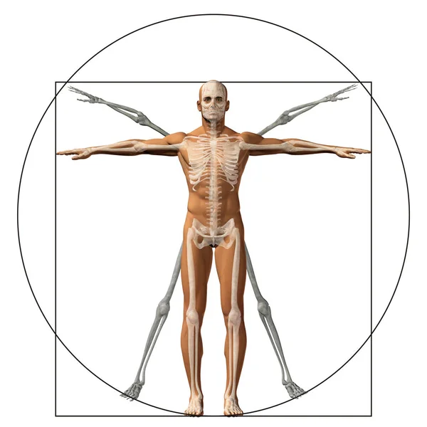 Vitruvian Mens Man Als Een Concept Metafoor Conceptuele Aandeel Anatomie — Stockfoto