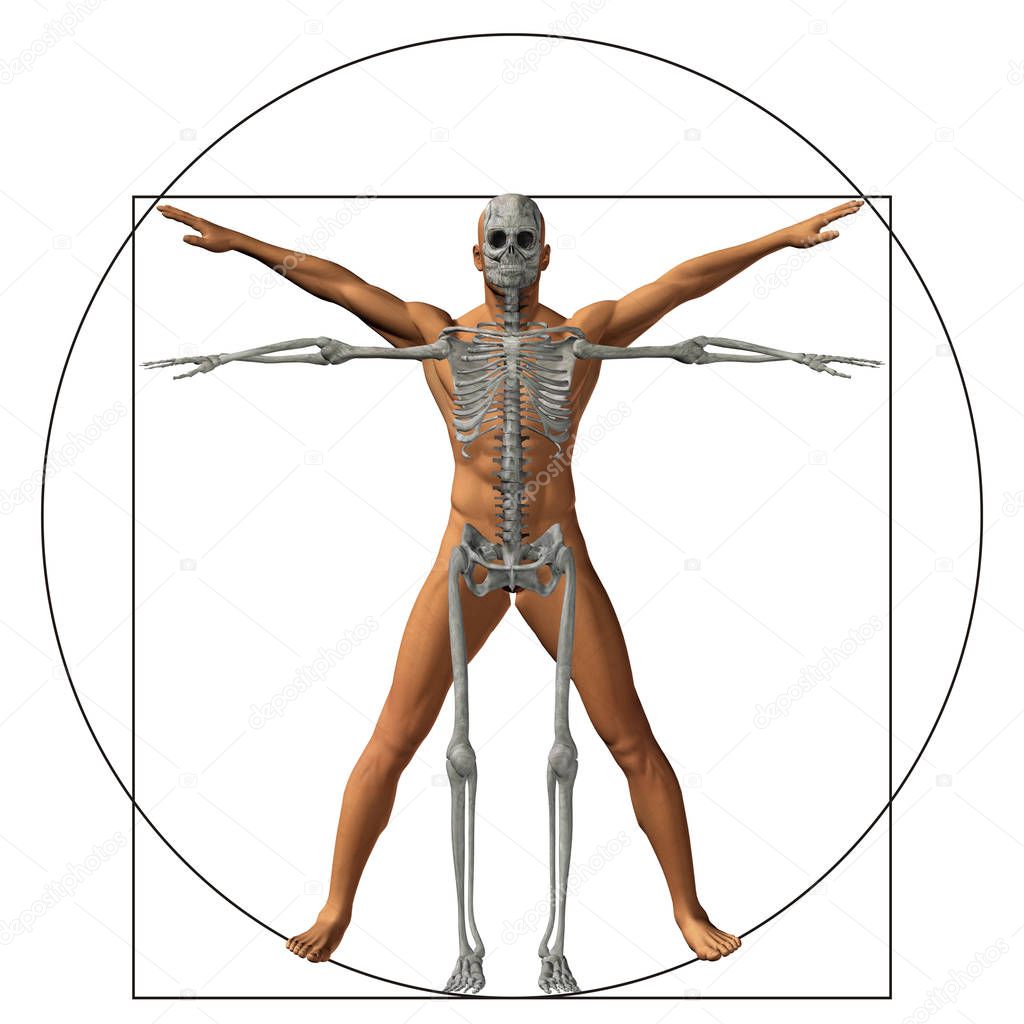 Vitruvian human or man as a concept, metaphor conceptual 3d proportion anatomy body isolated on background
