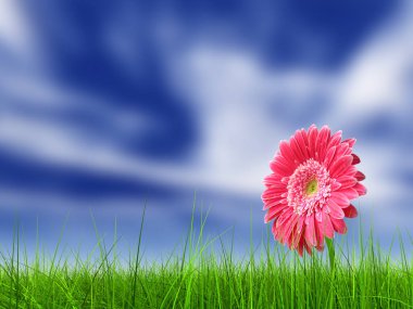 Kavram ya da kavramsal yeşil taze yaz veya bahar çim alan ve mavi gökyüzü arka plan üzerinde bir çiçek